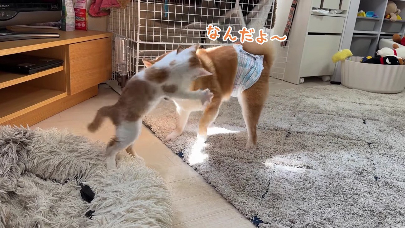 「日向ちょうだいニャ！」
