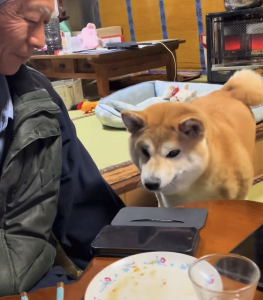 テーブルを見つめる犬