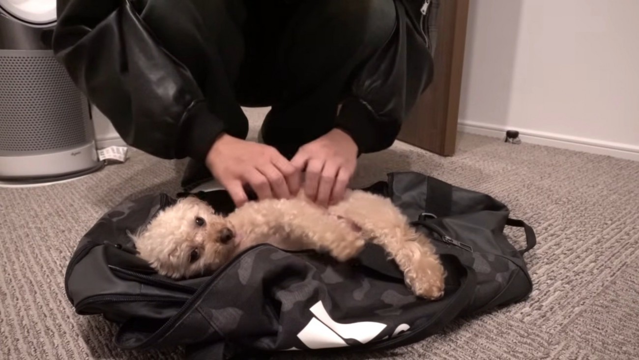 ボストンバッグに入るモコちゃん