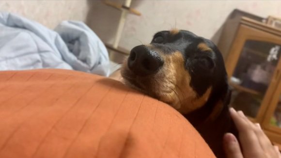 ママのお腹に顎を乗せるワンコ2