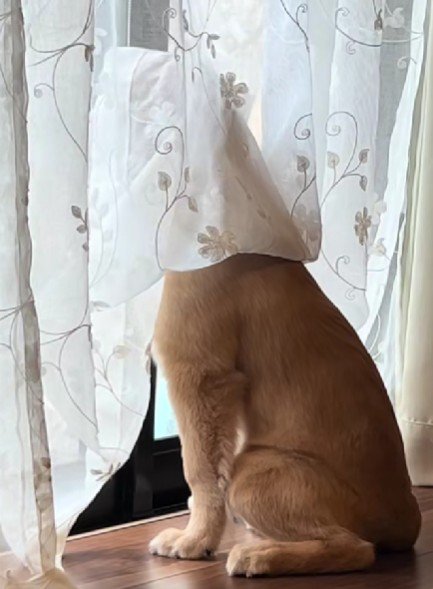 家の外が気になる子犬