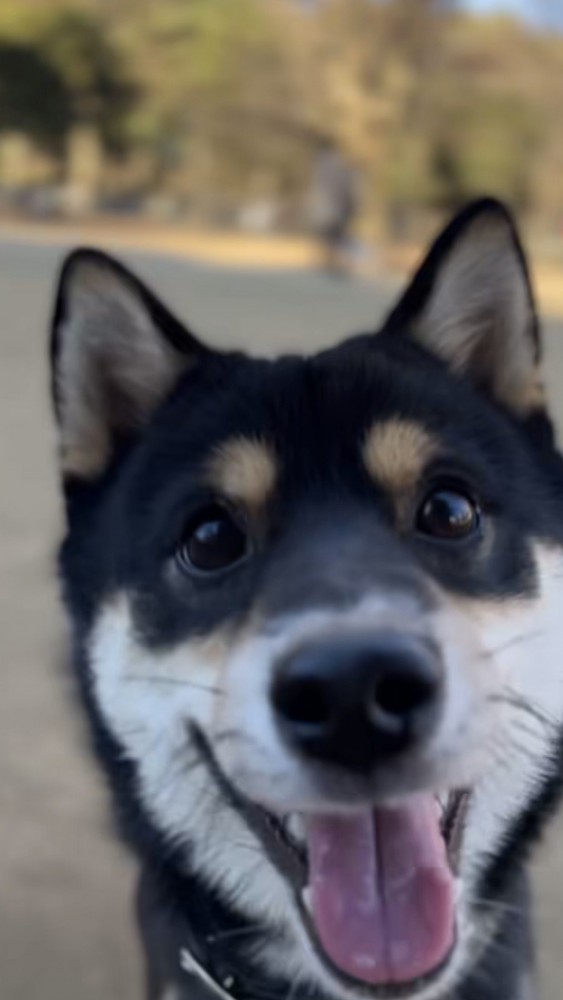 笑顔でカメラに急接近する黒柴