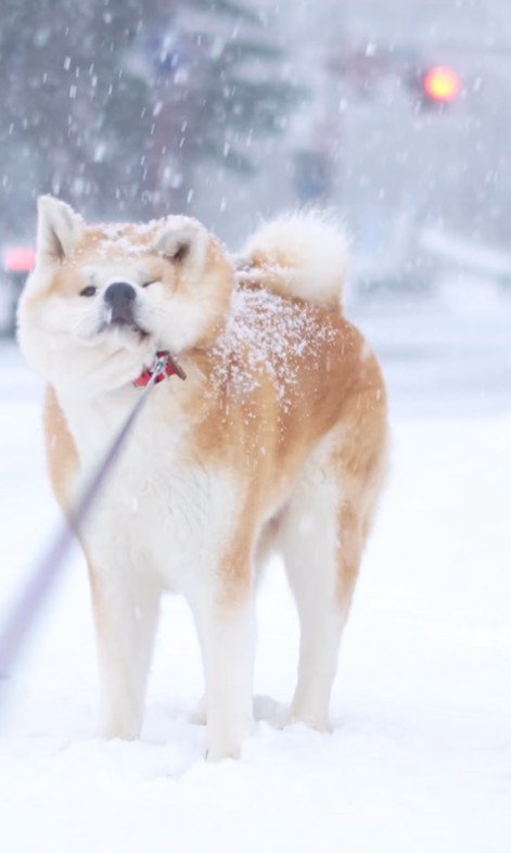 リードを引っ張っても頑なに拒否！