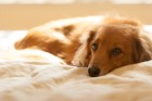 犬のベテラン飼い主でもやりがちなミスや失敗４選