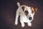 突然の停電！愛犬のためにできる備えとは