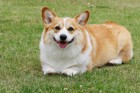 愛犬の生活にクレートは必要？我が家のわんこはこう使う！
