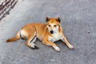 もしも突然、愛犬が行方不明になったらあなたはどうしますか？