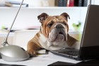 愛犬と一緒に大掃除！犬用品の断捨離方法と注意点