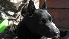 犬は人間がつく嘘を見抜く事ができる！