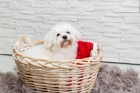 マルチーズの成犬の大きさは？成長期においての注意点など