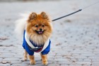 犬に服は必要？愛犬のサイズの計り方と服の素材や種類の違いとは？
