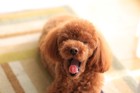 犬が飼い主に助けを求めている時のSOSサイン６選