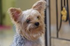 犬がガッカリしてしまう飼い主の行動８選
