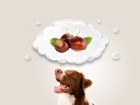 犬は栗を食べても大丈夫！与え方や注意点について解説