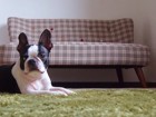 犬用カーペットおすすめ10選！滑り止め対策と活用法
