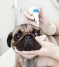 犬の目薬を上手に差す方法
