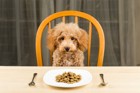 犬に合った食器台の選び方！おすすめ商品13選