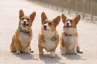 犬モチーフのスマホケース11選