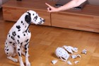 犬の長期記憶と短期記憶！どのくらい前のことまで覚えているの？