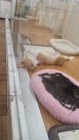 ペットショップで売れ残りになったわんちゃんってどうなるの？