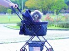 GEX(ジェックス)の「わんわんカートライト」は犬とのお出かけに便利
