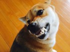愛犬がリードを嫌がり付けられない！原因や対策を考えてみる