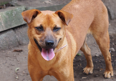 すっかり人になつくようになった犬