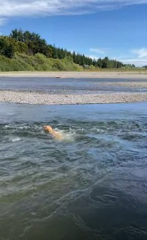 流される犬