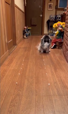 モブくんVSブフくんのオヤツ早食い競争⑩