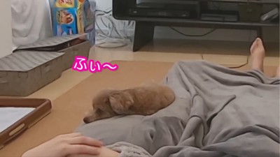 くつろぐ犬