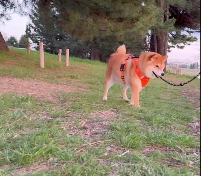 横を見ている柴犬