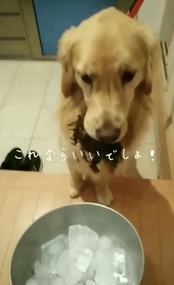 お椀に入った氷と犬