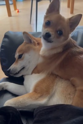 寝転がる柴犬の上でじゃれつくミックス小型犬