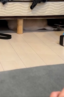 ベッドにもぐりこんだしーちゃん