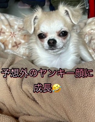 衝撃のヤンキーフェイス