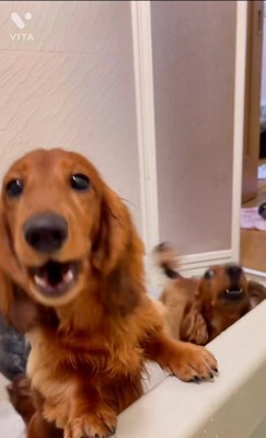 お風呂にやってくるダックスたち5