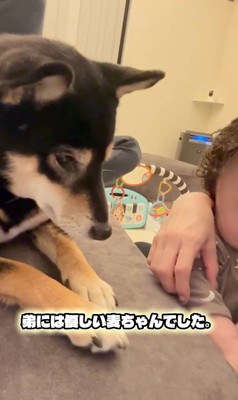 おもちゃを奪った麦ちゃん8