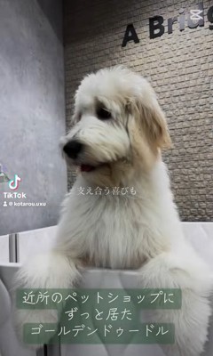 アグちゃんをお迎えするまで