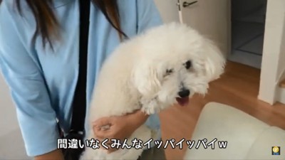 抱っこされる迷子犬
