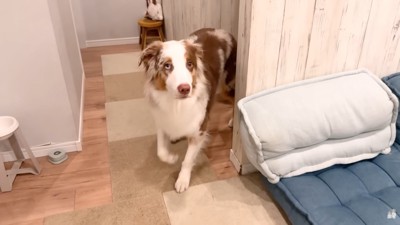 ワンコたちと子猫の再会2