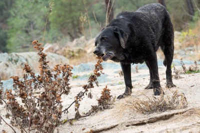 植物を噛む大型犬