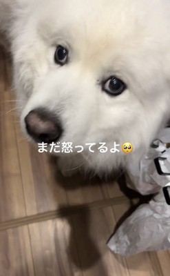 顔を見上げる犬