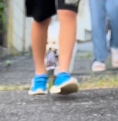 地面に落ちたハンカチを口に咥える犬