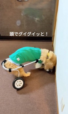 車いすで方向転換するまふぃん君5