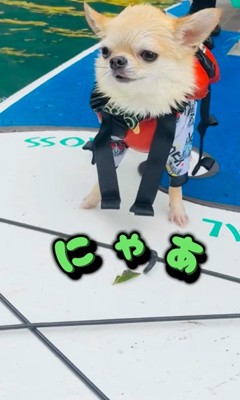 コマさんのハプニング7