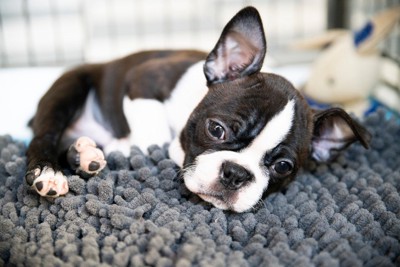 寝ているボストンテリアの子犬