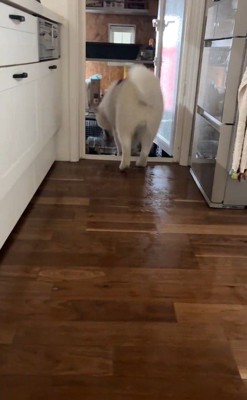 ハスキー3匹を呼んだ時の反応⑩