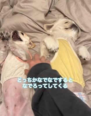 多頭飼いだからこその幸せ