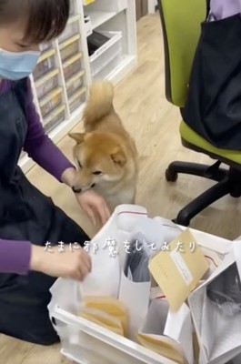 お茶目な一面も出してくよ!