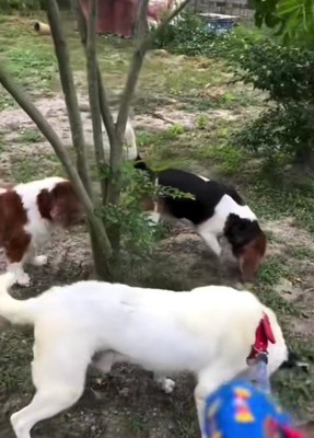 他のわんこも応援中